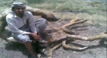 “شاهد” العثور على اكبر “عقرب” على وجه الأرض.. لن تصدق كم يبلغ حجمه وطوله! (صورة مرعبة)