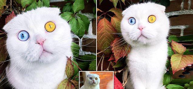 قطة بعيون مختلفة الألوان تثير اهتمام  