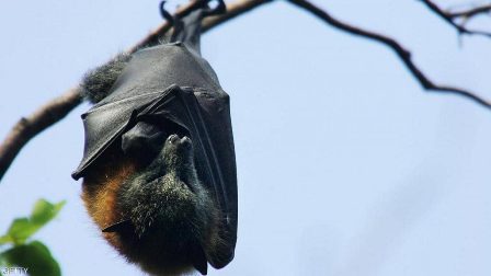 هل تسببت الخفافيش في جائحة كوورنا؟