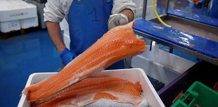 النرويج تحسم الجدل بشأن علاقة سمك 