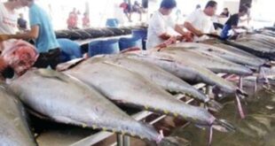 الإمارات تنتج علب التونة من البحار