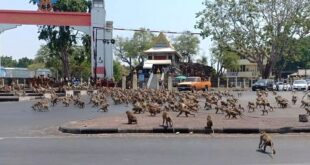 مئات القردة تغزو شوارع في تايلاند