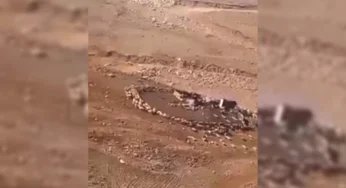 مشهد يحير العلماء ويثير الاستغراب بعد أن ظهر بالصين ثم الأردن.. أغنام تدور حول نفسها اسبوعين متواصلين.. فيديو