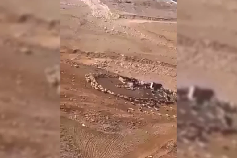 مشهد يحير العلماء ويثير الاستغراب بعد أن ظهر بالصين ثم الأردن.. أغنام تدور حول نفسها اسبوعين متواصلين.. فيديو