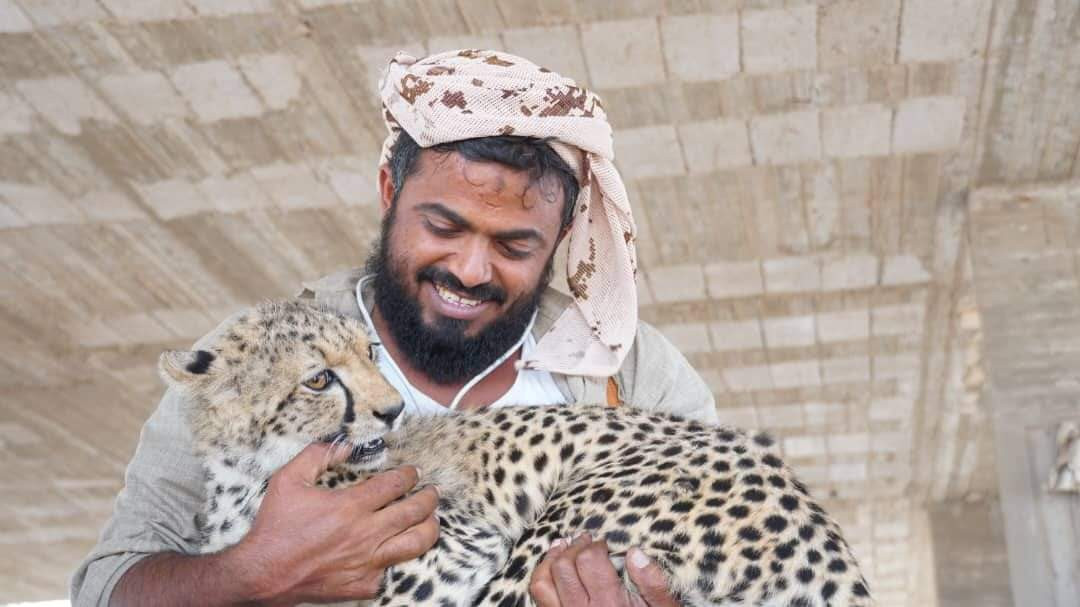 شاهد بالصور.. يمني ينجح باصطياد وتربية الفهود