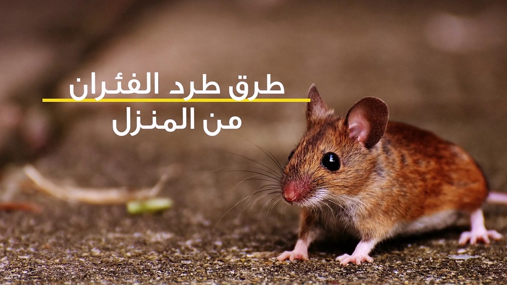 طريقة مذهلة لطرد الفئران من المنزل بدون لمسها والقضاء عليها نهائيًا في ثواني وبدون مبيدات حشرية