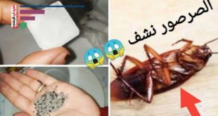 مكافحة الصراصير والنمل بدون مواد كيميائية صورة من الارشيف