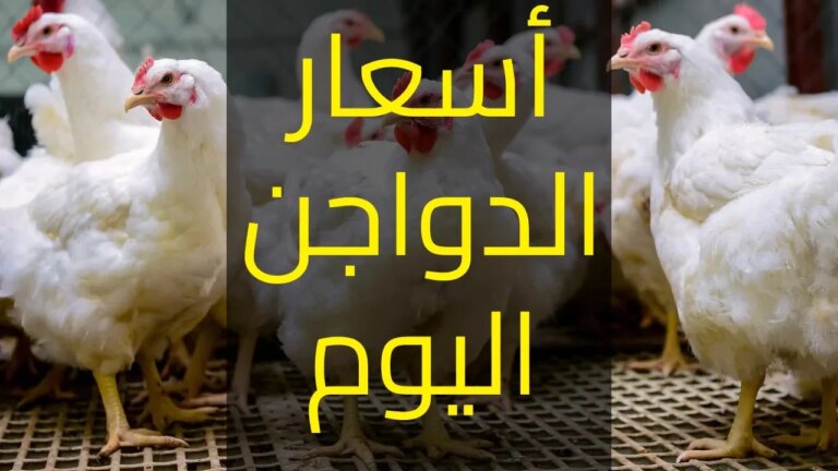 “انخفاض جديد”.. بورصة الدواجن اليوم أسعار الفراخ والبيض الخميس 19 سبتمبر 2024