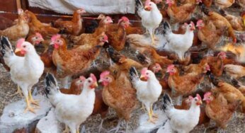 بورصة الدواجن اليوم أسعار الفراخ البيضاء والبيض السبت 19 أكتوبر 2024 في المزارع والأسواق