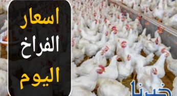 بورصة الدواجن اليوم.. اسعار الفراخ البيضاء اليوم السبت 9 نوفمبر 2024